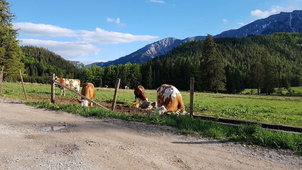 Ferienwohnungen Mamauwiese Gutenstein Екстериор снимка