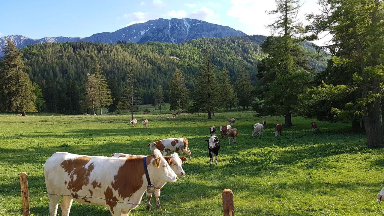 Ferienwohnungen Mamauwiese Gutenstein Екстериор снимка